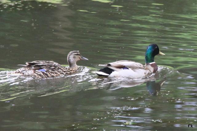 Canard Colvert