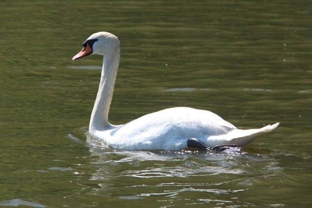 Cygne Cygne