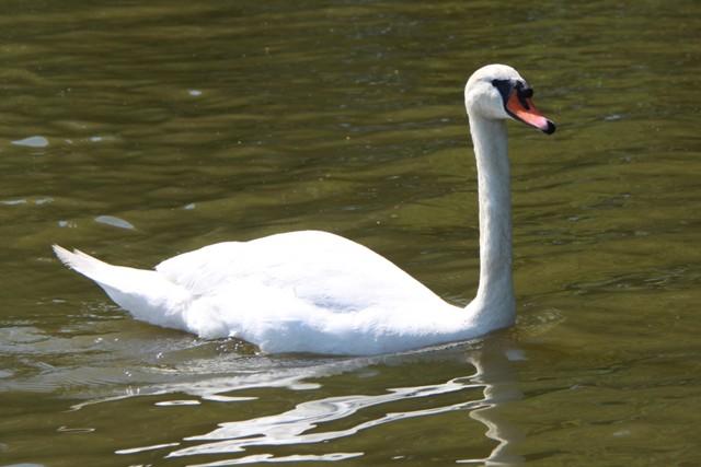 Cygne Cygne