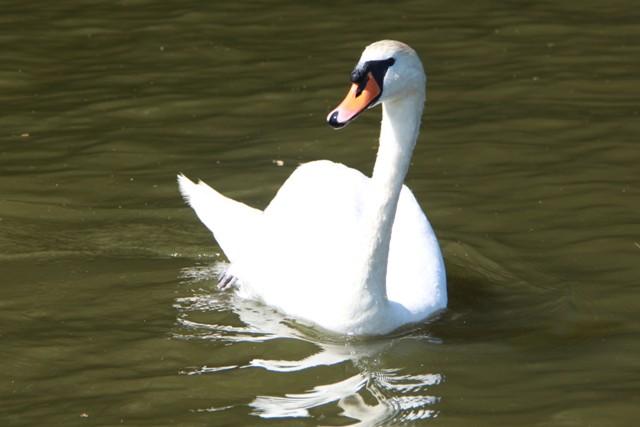 Cygne Cygne