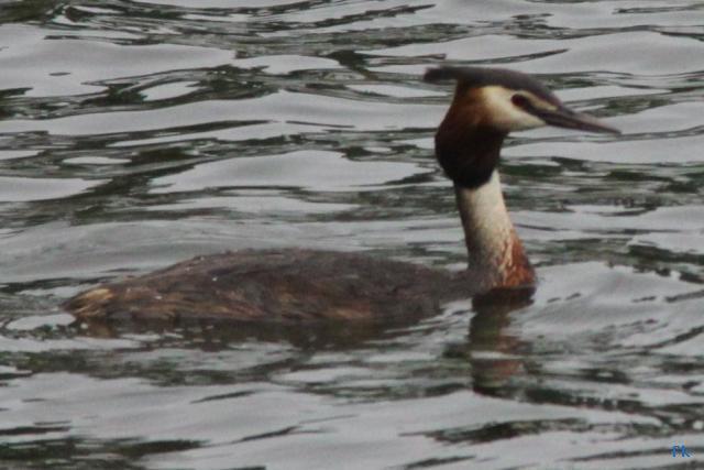 Grèbe huppé Grèbe huppé