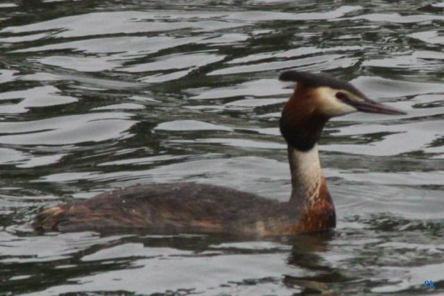 Grèbe huppé Grèbe huppé