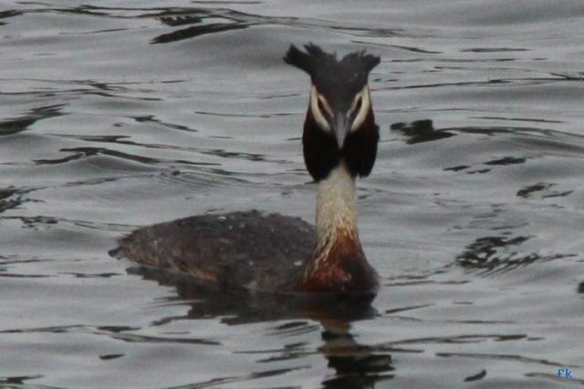 Grèbe huppé Grèbe huppé