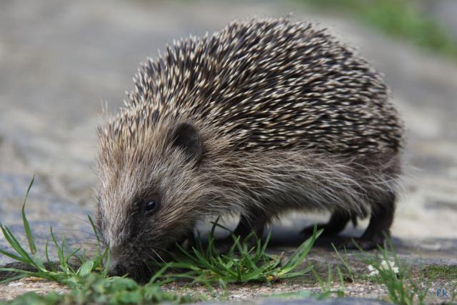 Hérisson