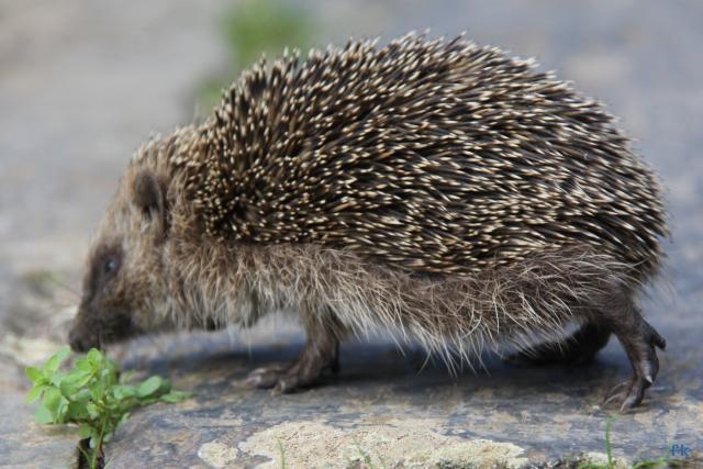 Hérisson