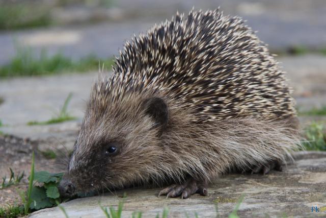 Hérisson