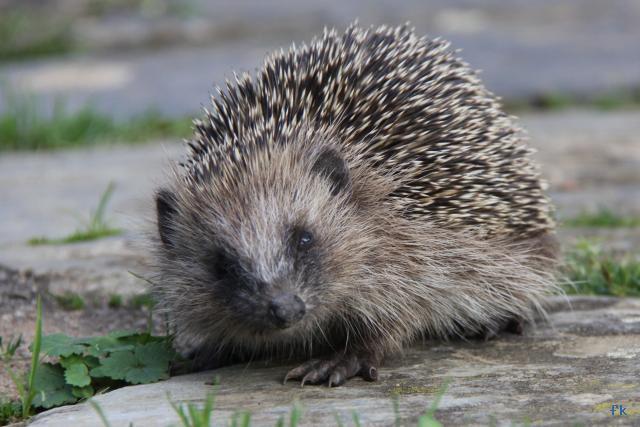Hérisson