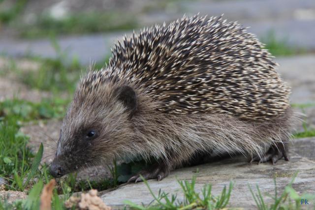 Hérisson