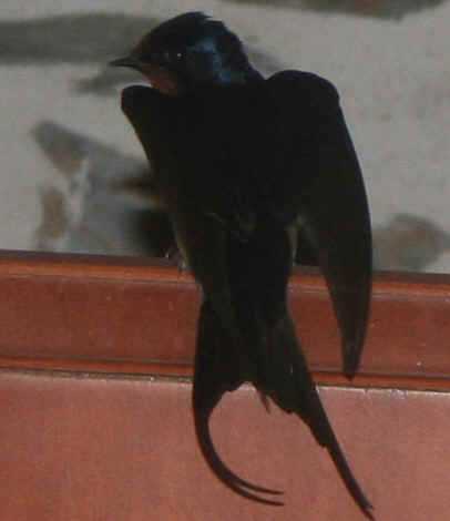 Hirondelle de fenêtre