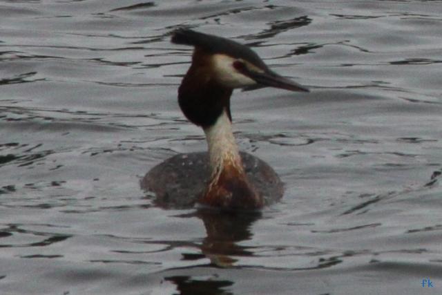 Grèbe huppé Grèbe huppé