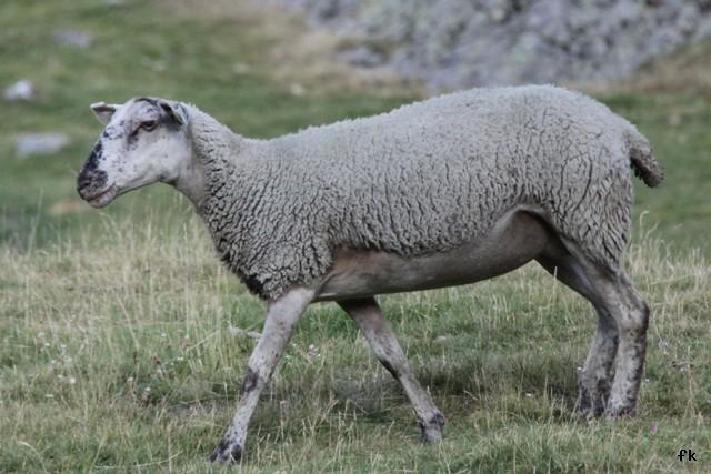 Mouton Mouton