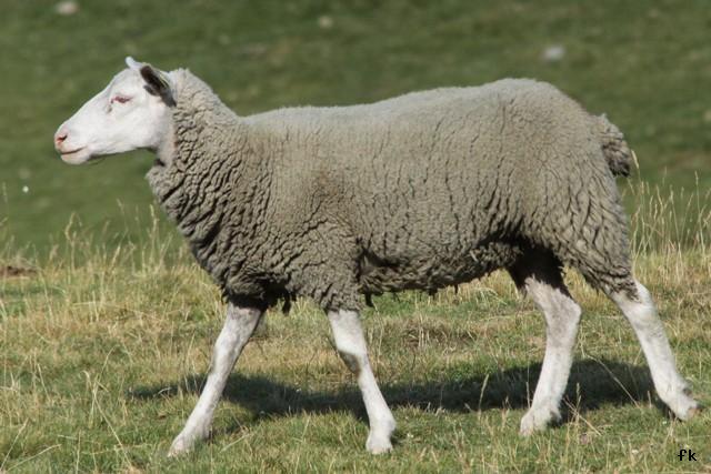 Mouton Mouton