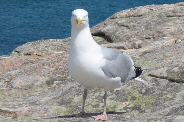 Goéland argenté Goéland argenté