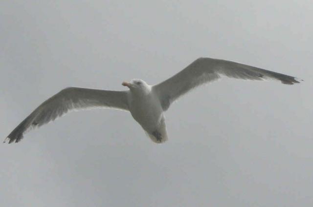 Goéland argenté Goéland argenté