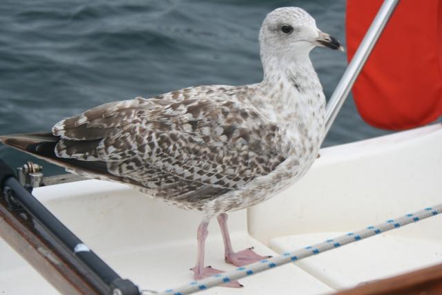 Goéland argenté Goéland argenté