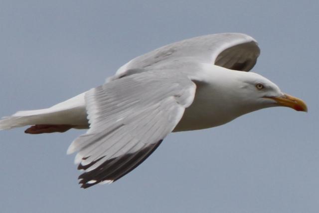 Goéland argenté Goéland argenté