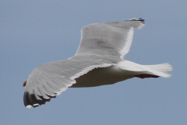 Goéland argenté Goéland argenté