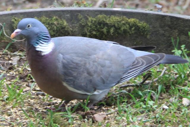 Pigeon